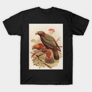 Kaka parrot and Kaka-kura, by Johannes Keulemans T-Shirt